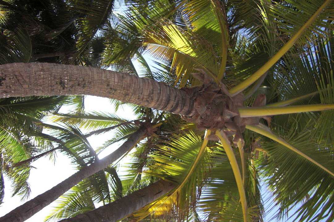 Schattenspender am Stand Hotel Riu Palace Bavaro