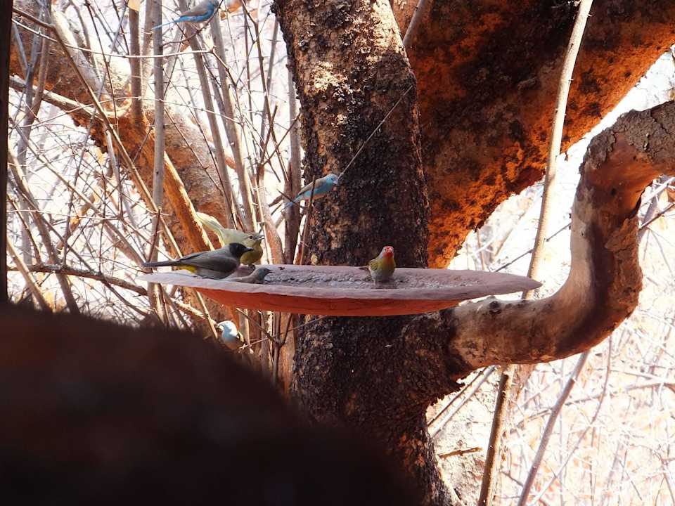 Blick vom "Birds Cottage" Hotel Stanley Safari Lodge - All Incl