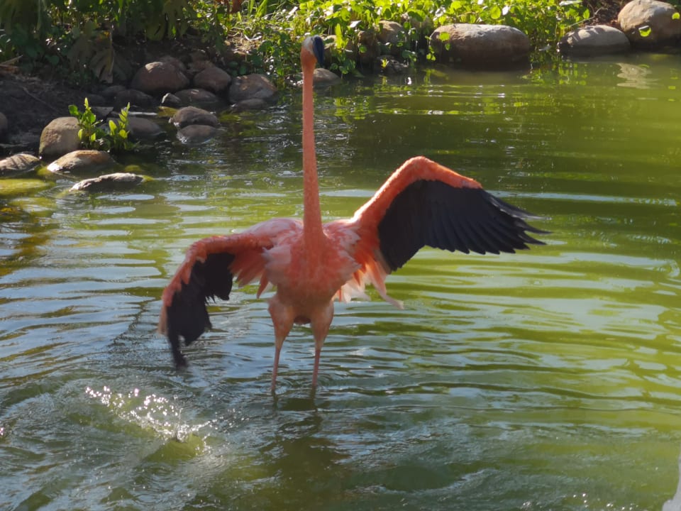 Gartenanlage Wyndham Alltra Punta Cana