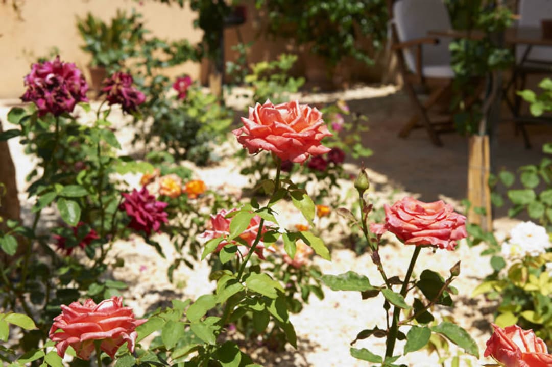 Die Rosen Agroturismo Son Capellot