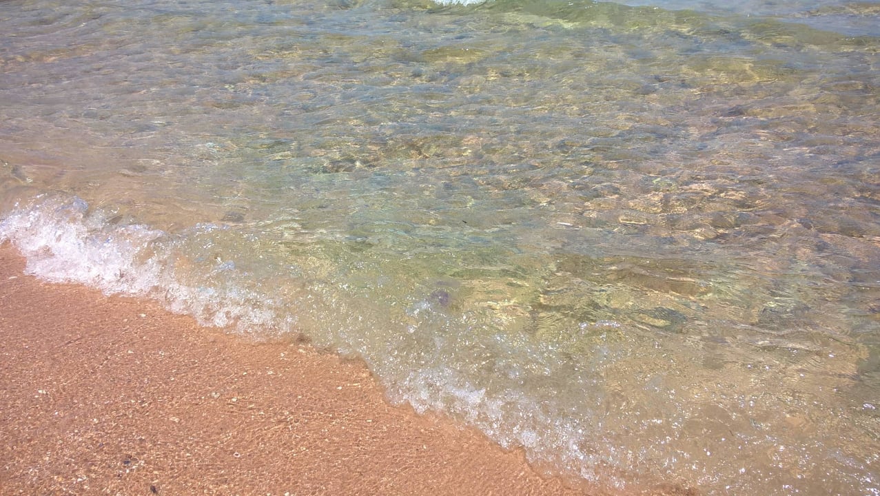 Ein paar Quallen am Tag nach dem Sturm Pickalbatros Citadel Resort