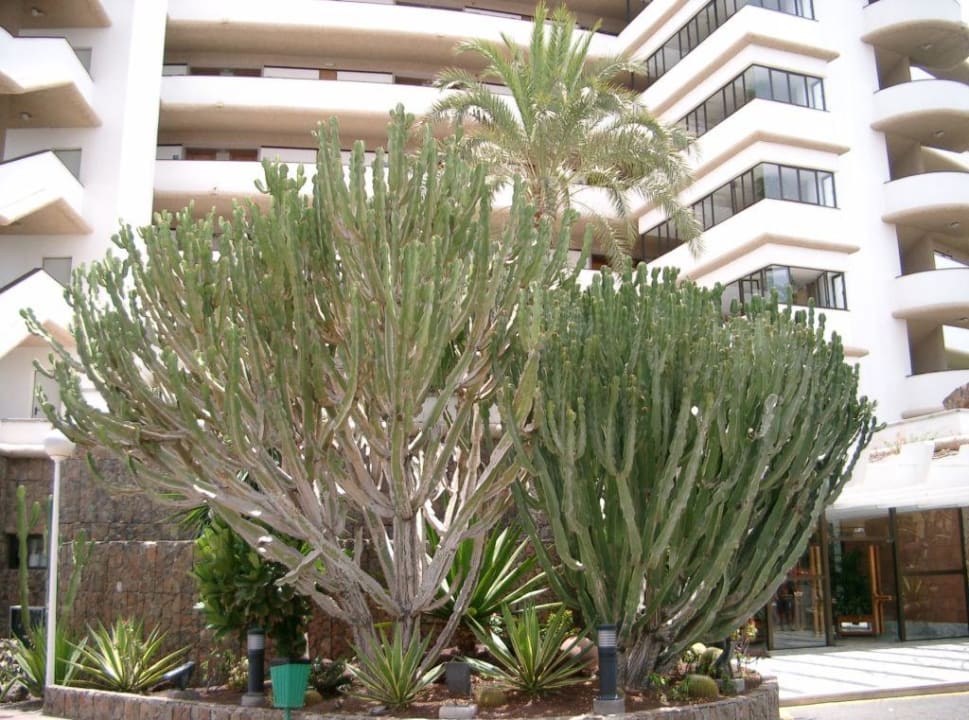 Vorgarten RIU Palmeras Hotel Riu Palace Palmeras