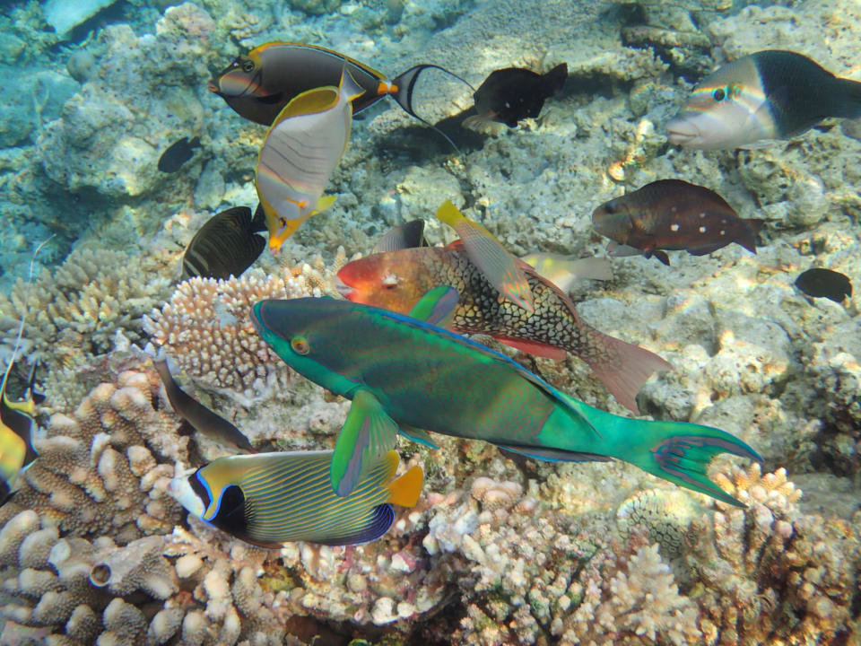 Beim Schnorcheln ananea Diamonds Athuruga