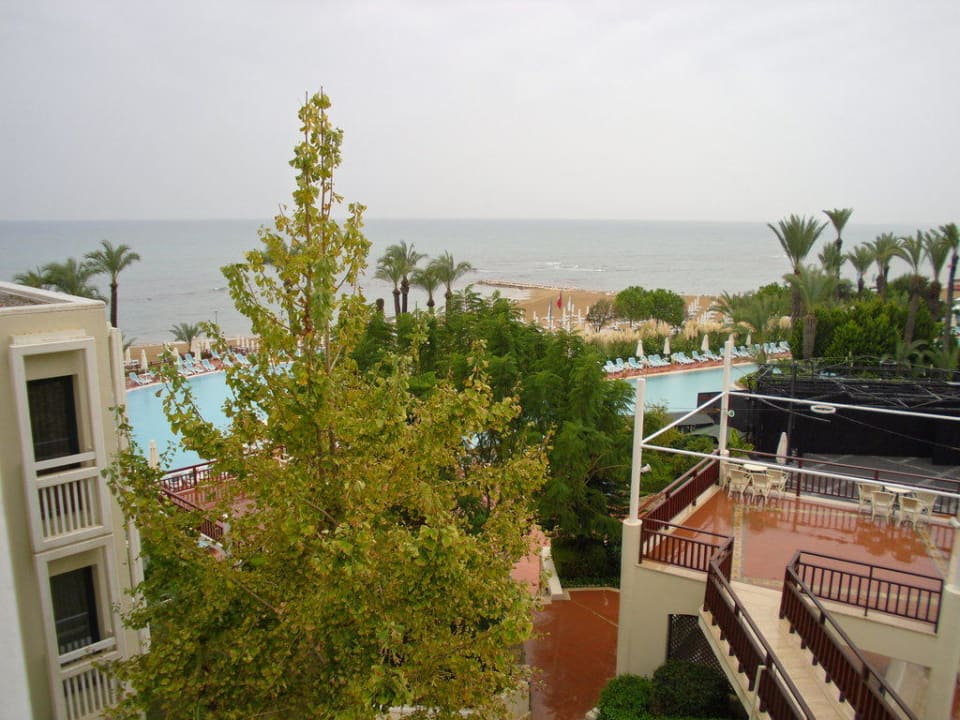 Sentido PALOMA Perissia