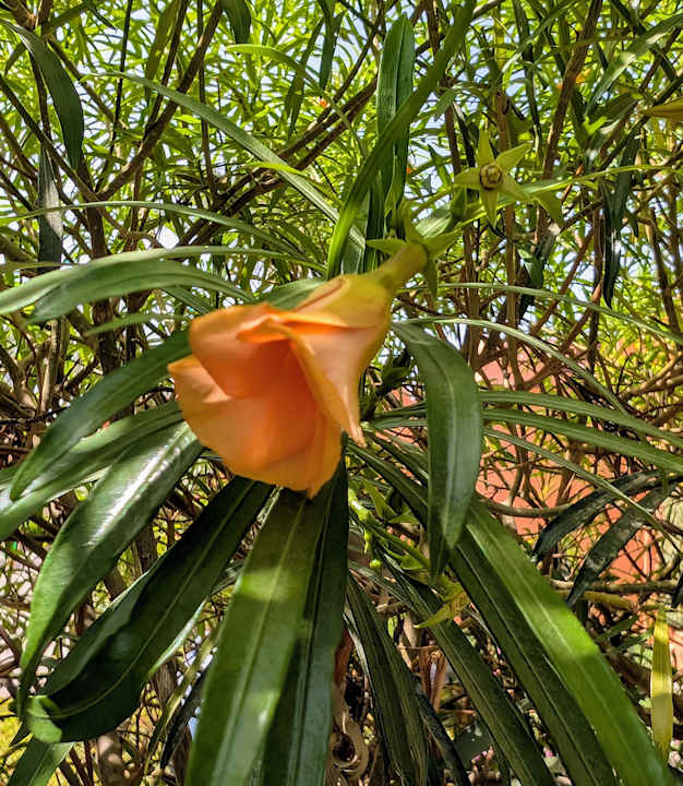 Gartenanlage Jaz Makadi Oasis Resort