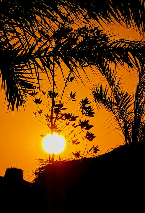 Strand JAZ Elite Asteria