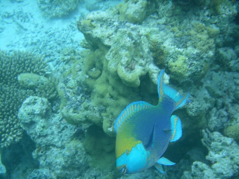 Hausriff Vilamendhoo Island Resort & Spa