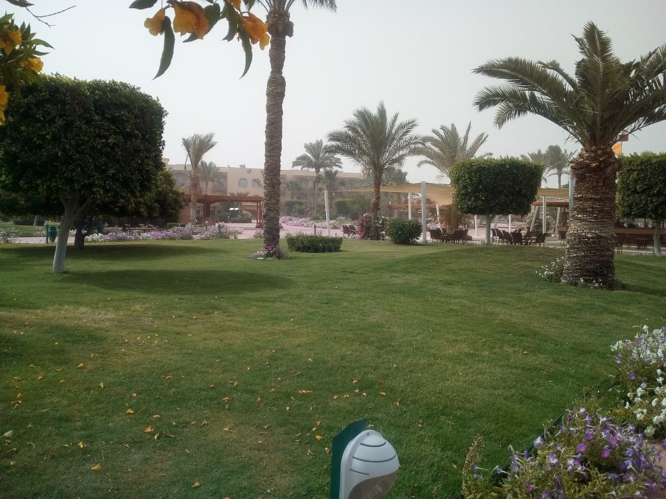 Sonstiges Desert Rose