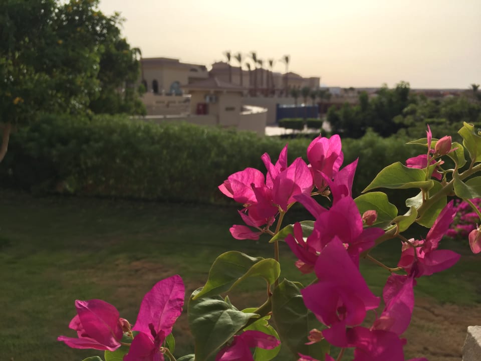 Gartenanlage Cleopatra Luxury Resort Makadi Bay