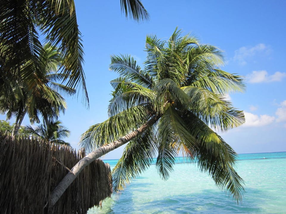 Palmen bei den 40igern Bungis Summer Island Maldives