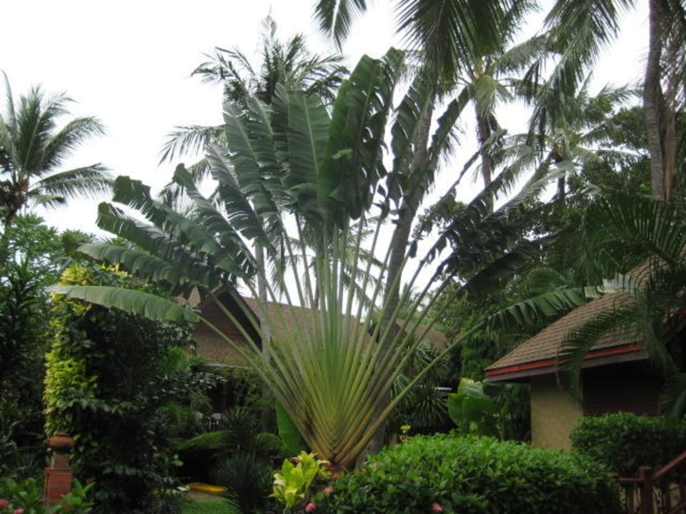 Was für ein schöner Palmenstrauß The Fair House Beach Resort