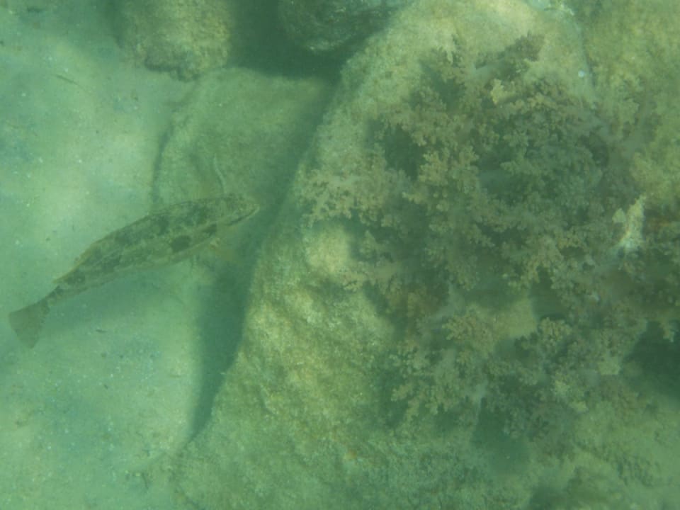 Strand Palm Beach Resort