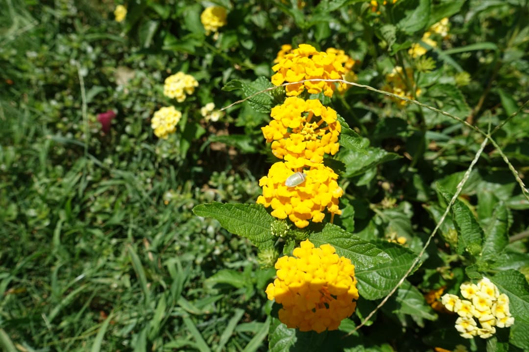 Gartenanlage Lahami Bay Beach Resort