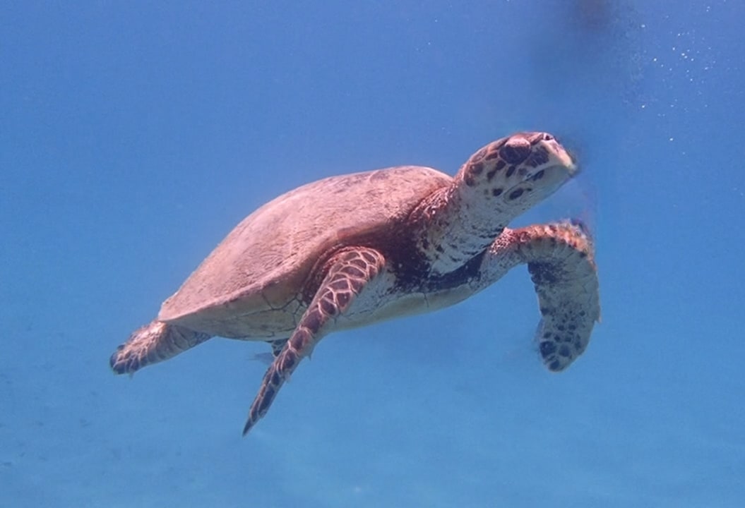 Strand Fort Arabesque Resort, Spa & Villas