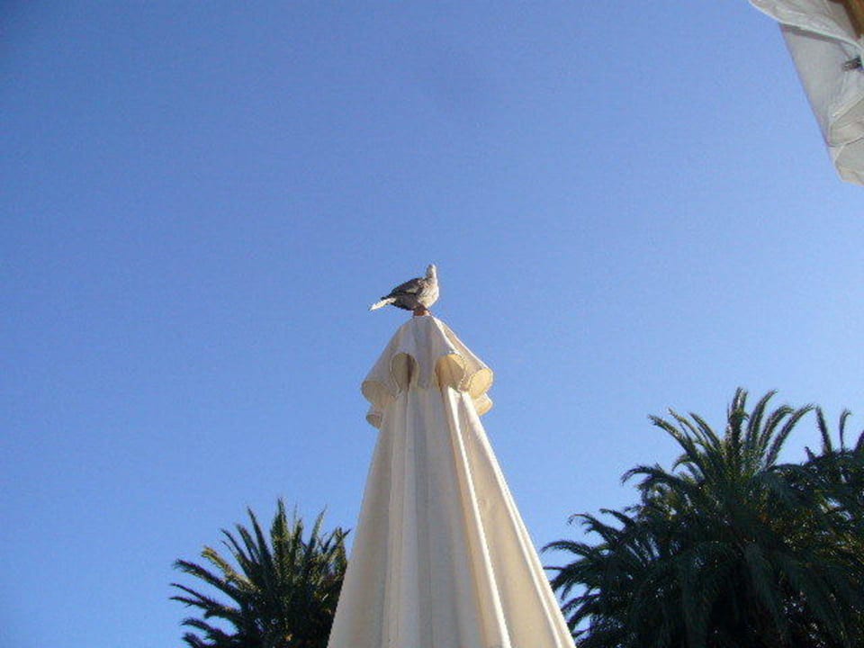 Taube Seaside Hotel Palm Beach