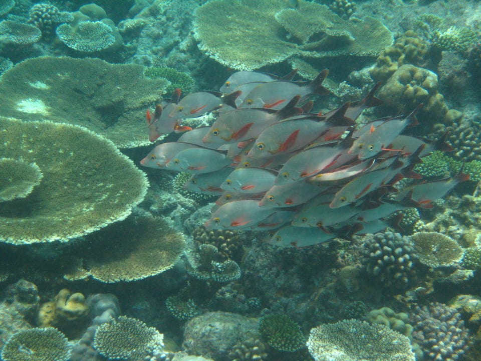 Schwarm Kuramathi Maldives