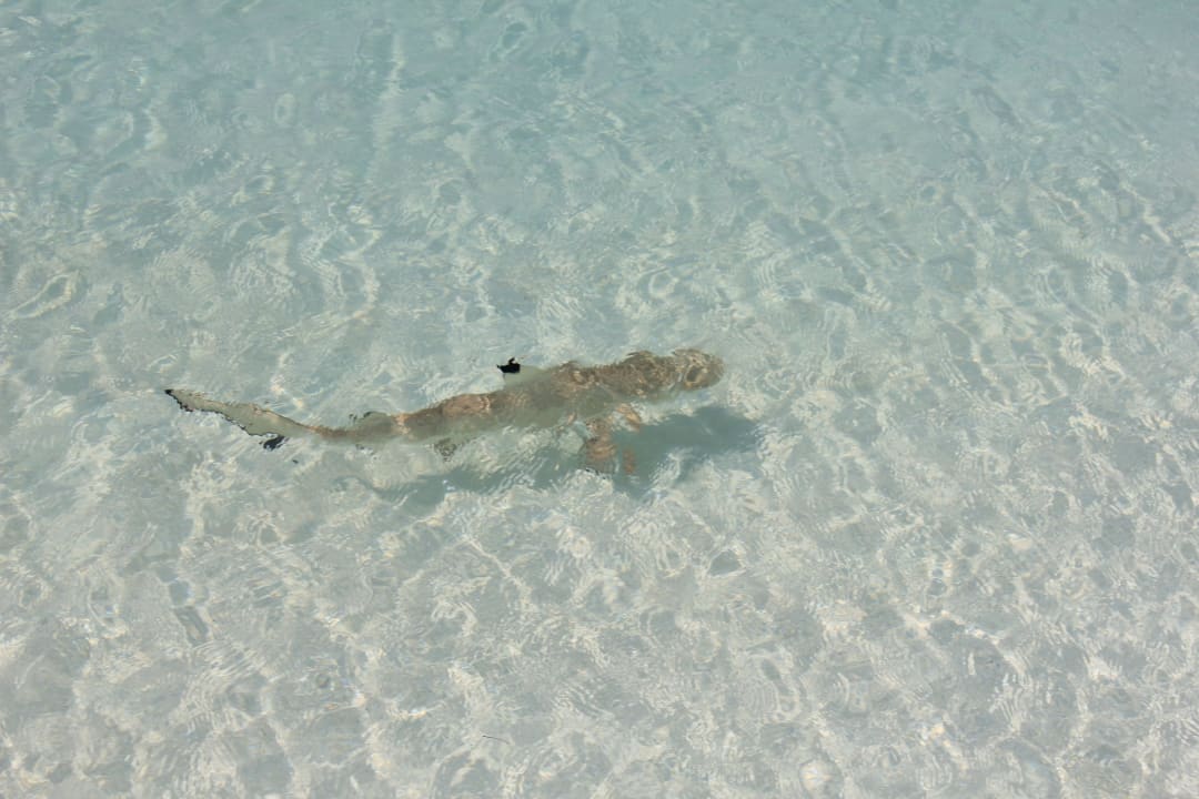 Baby-Riffhai am Strand Meeru Maldives Resort Island