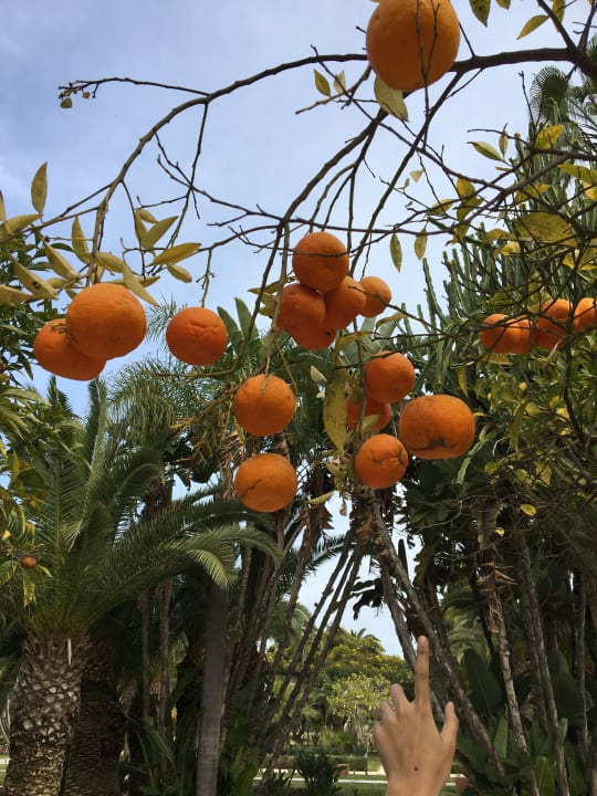 Gartenanlage Hotel Sofitel Rabat Jardin Des Roses