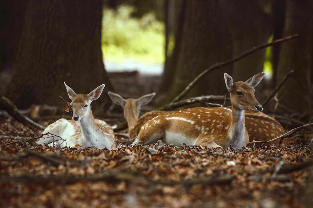 Ausblick REGIOHOTEL Schanzenhaus Wernigerode