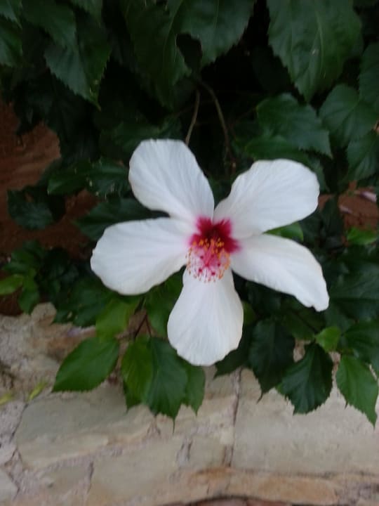 Hibiskusblüten Grand Hotel Holiday Resort