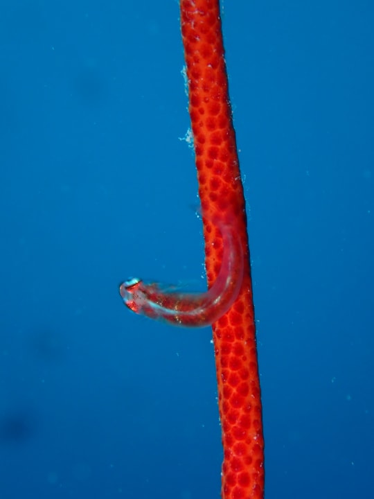 Sport & Freizeit NH Collection Maldives Reethi Resort