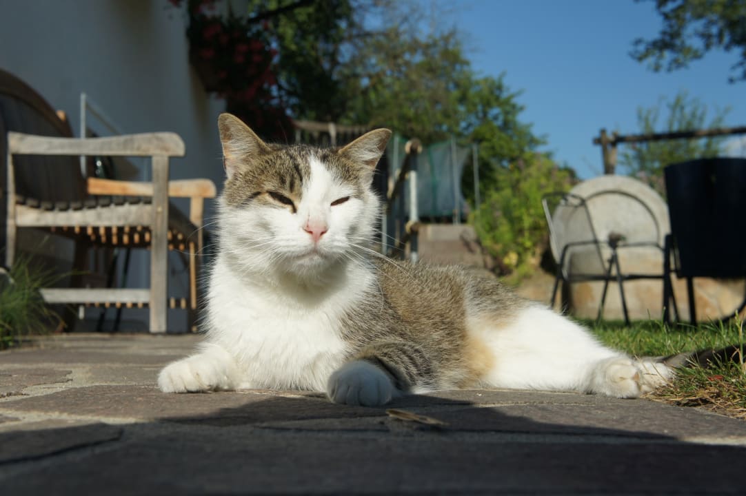 Sonstiges Bauernhof Grainmeisterhof