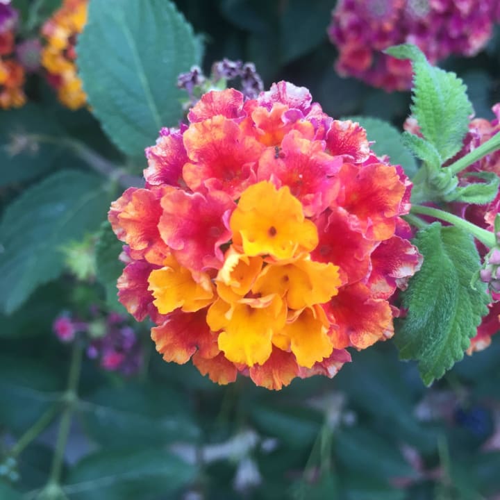 Blumenpracht Incekum Su Hotel