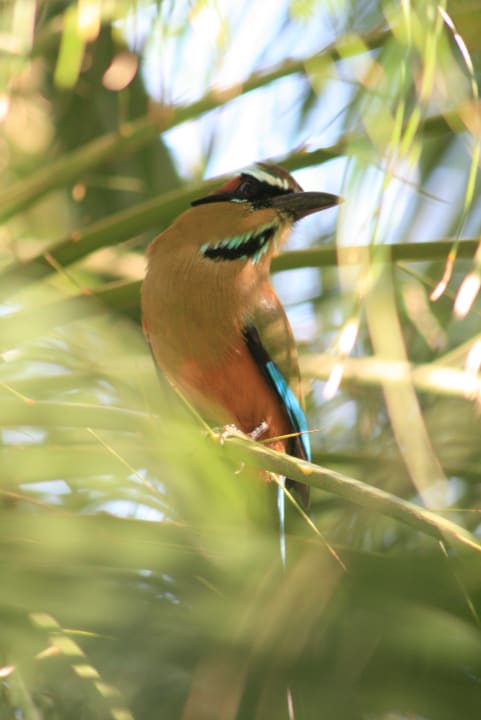 Gartenanlage Capitán Suizo Beachfront Boutique Hotel