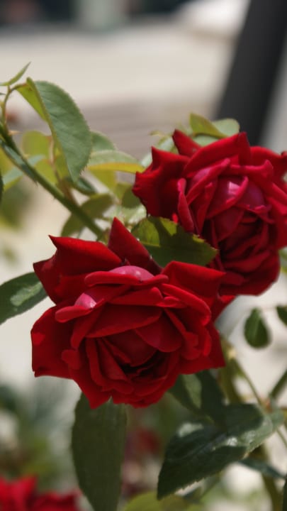 Róża Apartments Marnic