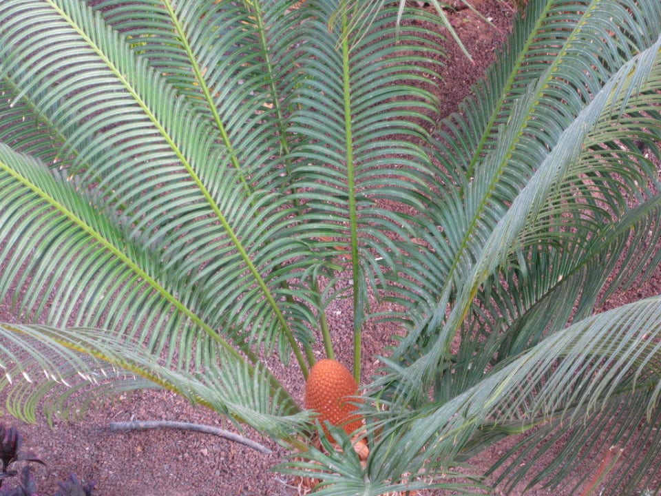 Gartenfrucht R2 Rio Calma Hotel & Spa & Conference