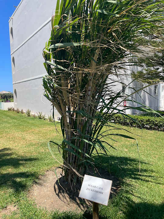 Gartenanlage Delfina Tropic Beach