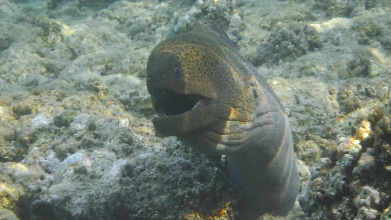 Sport & Freizeit Malikia Resort Abu Dabbab