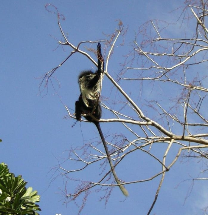 Kolobus Affe Baobab Beach Resort & Spa