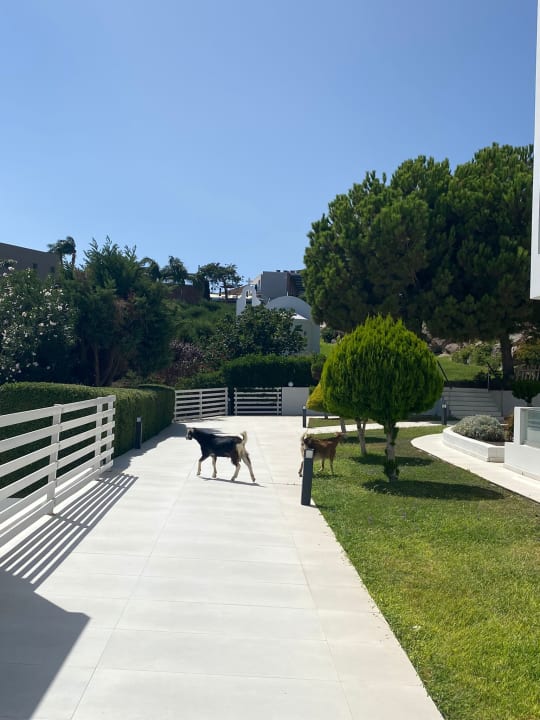 Gartenanlage Dimitra Beach Hotel & Suites