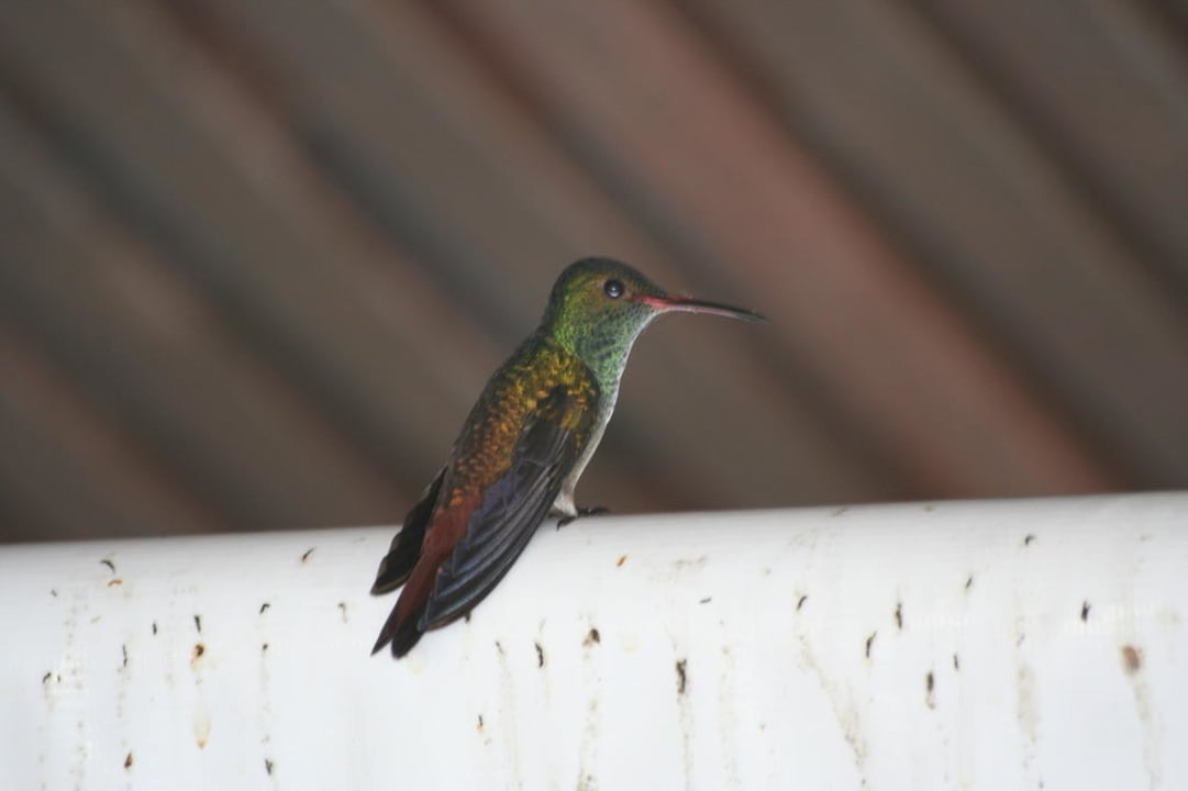 Auf der Veranda Casa Acuario