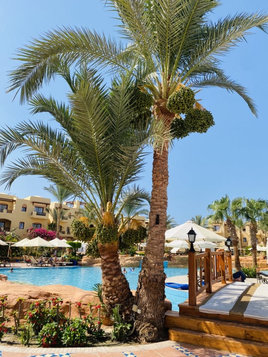 Pool Steigenberger Coraya Beach - Adults only