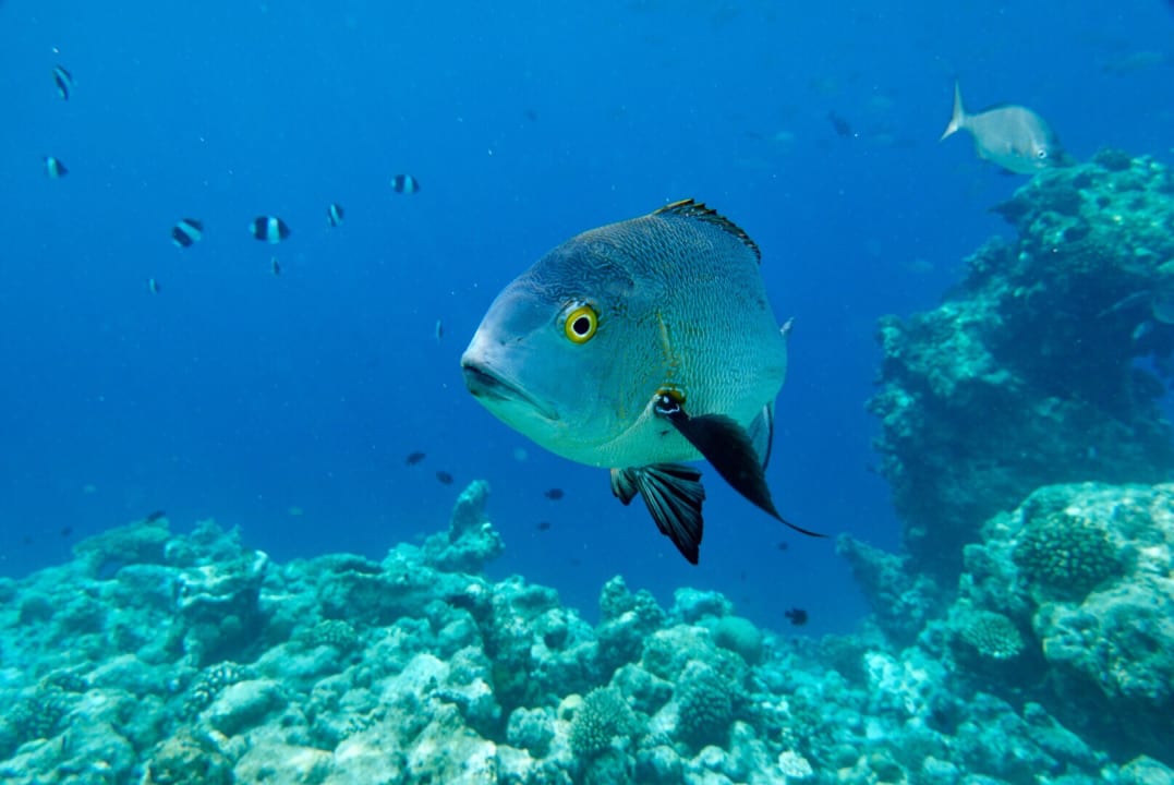 Sport & Freizeit Filitheyo Island Resort