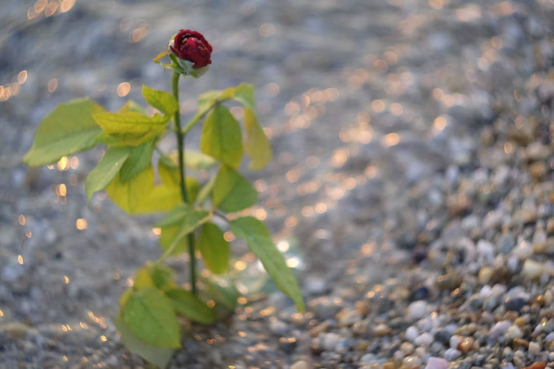 Karibisches Meerwasser Domes Noruz Kassandra | Adults-Only