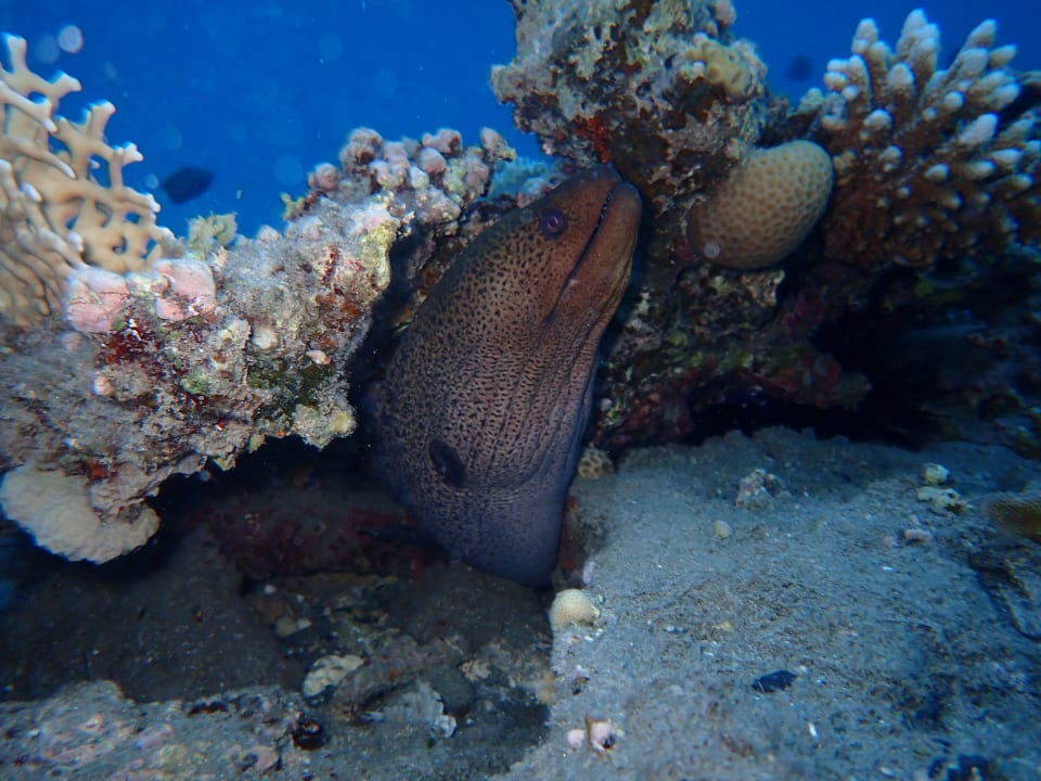 Außenansicht Hilton Marsa Alam Nubian Resort