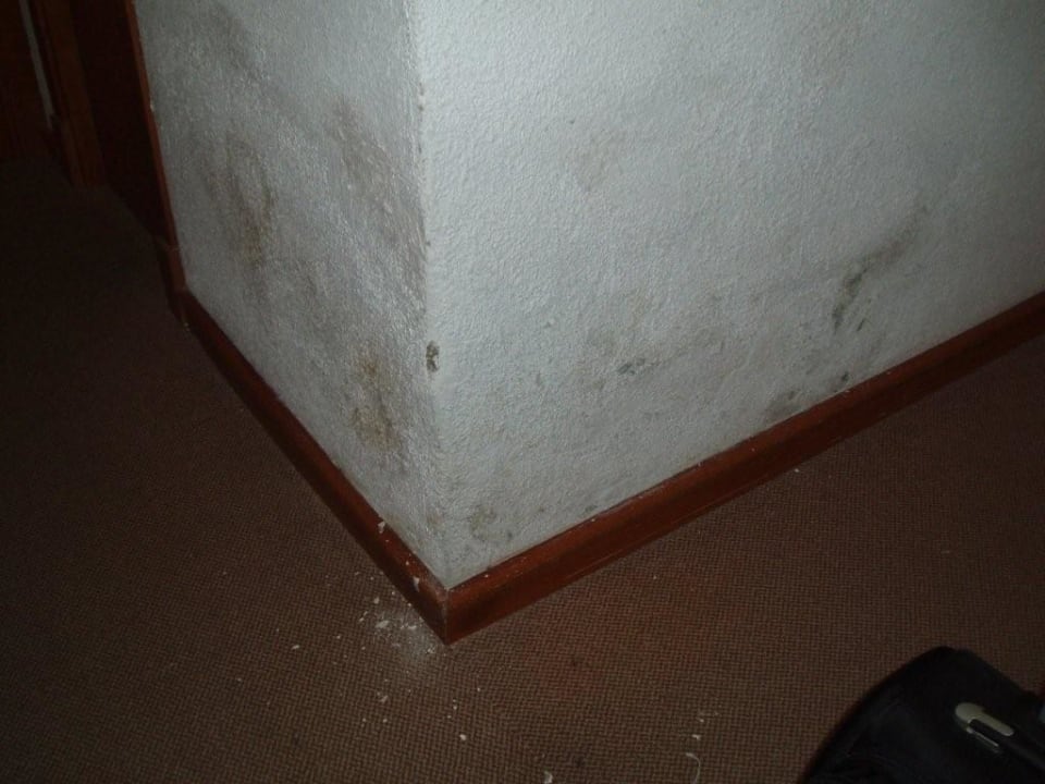 Schimmel vom feinstem! Für jeden Gorgonzala Fan Aubamar Bali