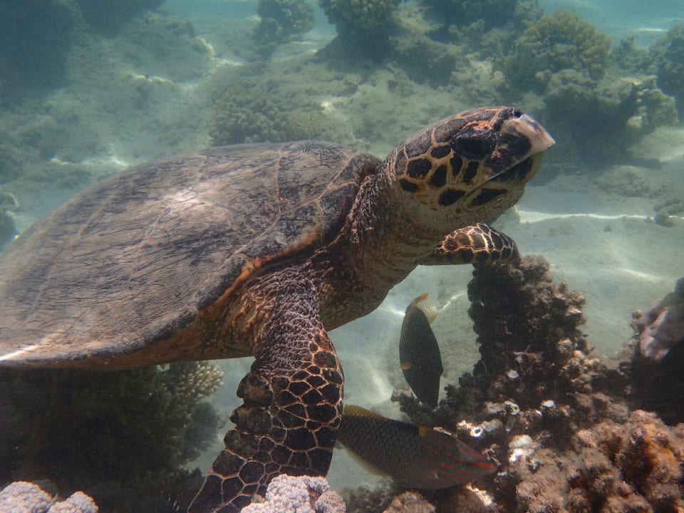 Strand Steigenberger Coraya Beach - Adults only