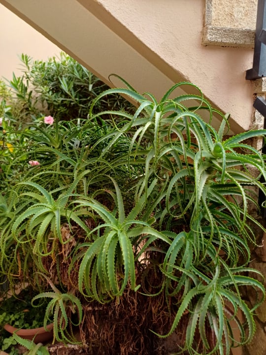 Gartenanlage R2 Lago Playa Park