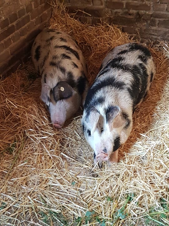 Gartenanlage Heuhotel Fischbeck