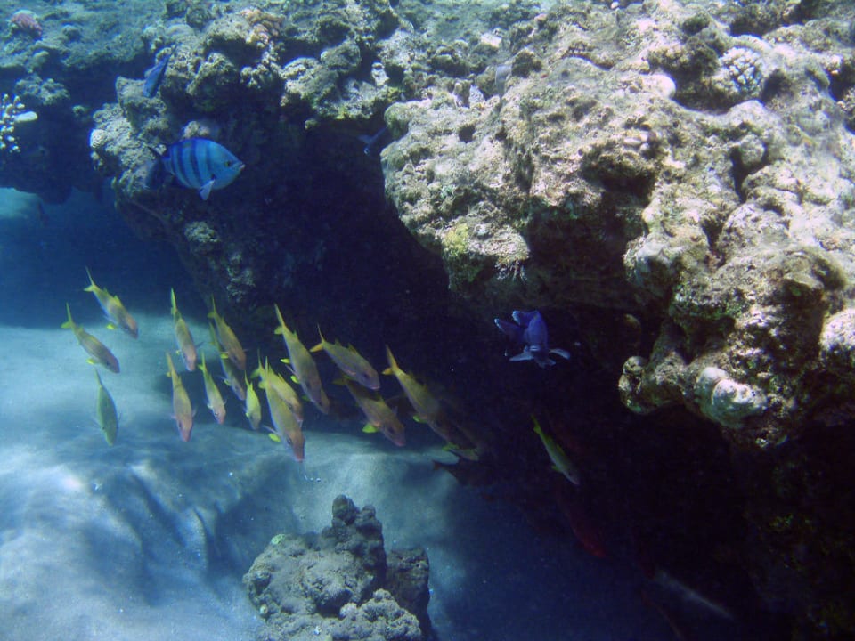 Fische am Hotel-Strand des Ghazala Gardens Ghazala Gardens