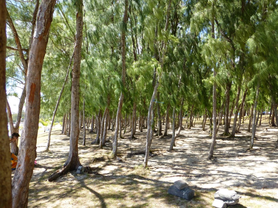 Wald beim Strandwandern Ambre Mauritius