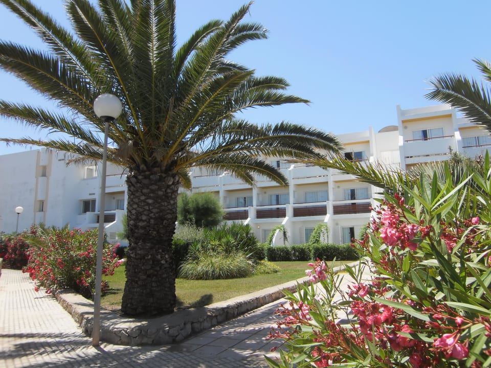 Palme in der Nähe des Minigolfplatzes Grand Palladium White Island Resort & Spa