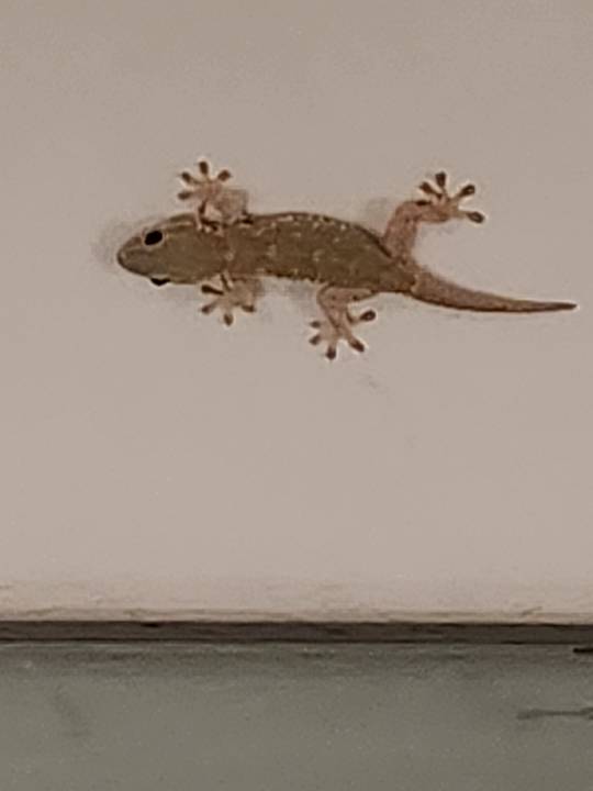 Sonstiges El Mehdi Beach Resort