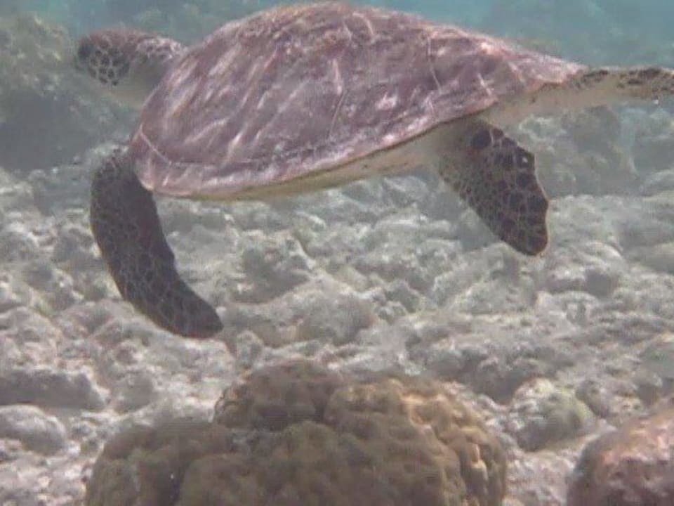 Unterwasserwelt NH Collection Maldives Reethi Resort