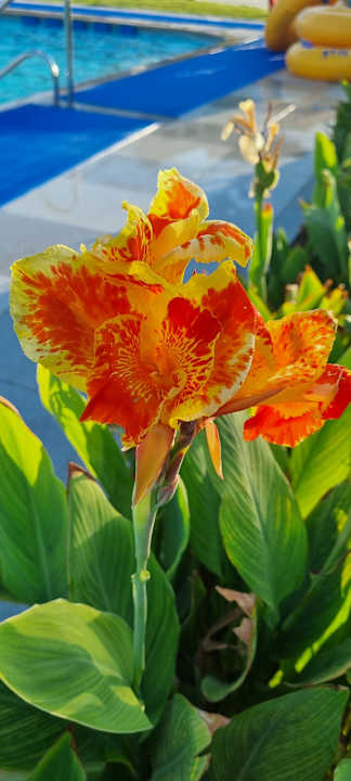 Gartenanlage JAZ Elite Asteria