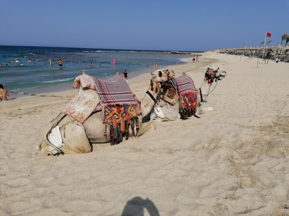 Strand Malikia Resort Abu Dabbab